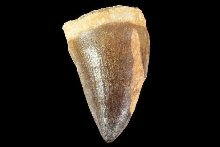 Mosasaur (Prognathodon) Tooth - Morocco #74997